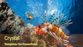 Presentation with lion - Audience pleasing presentation consisting of creatures - lion fish underwater shot backdrop and a tawny brown colored foreground