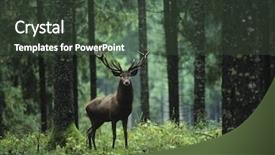  Presentation with deer - Beautiful presentation theme featuring creatures - red deer stag in forest backdrop and a dark gray colored foreground