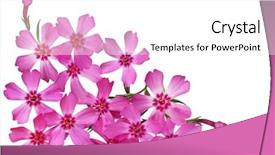  Presentation with lichen mosses moss - Colorful presentation design enhanced with creep concrete - bundle of moss phlox flower backdrop and a white colored foreground