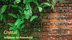  Presentation with parasite - PPT layouts consisting of creep concrete - parasite plant on brick wall background and a tawny brown colored foreground