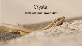  Presentation with concrete pavement - Amazing slides having creep concrete - small lizard sunbathing backdrop and a lemonade colored foreground