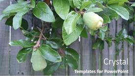  Presentation with vine - Presentation design having creeping-fig-vine-growing-along background and a gray colored foreground