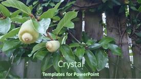  Presentation with vine - Slide deck enhanced with creeping-fig-vine-growing-along background and a ocean colored foreground