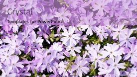  Presentation with bloom - Colorful slide deck enhanced with creeping-phlox-phlox-subulata-emerald backdrop and a light blue colored foreground