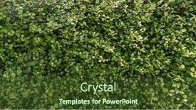  Presentation with vine - PPT theme featuring creeping-wire-vine-nature-background background and a tawny brown colored foreground