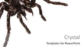  Presentation with creepy - Amazing slide set having creepy hairy tarantula with large fangs isolated on white backdrop and a white colored foreground
