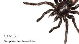  Presentation with creepy - Beautiful PPT theme featuring creepy hairy tarantula with large fangs isolated on white backdrop and a white colored foreground
