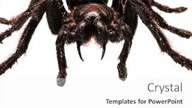  Presentation with creepy - Slide set with creepy hairy tarantula with large fangs isolated on white background and a white colored foreground