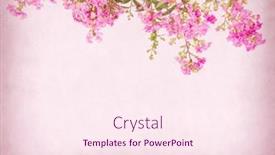  Presentation with antique paper texture - Slide set consisting of crepe-myrtle-flowers-on-old background and a pink colored foreground