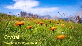  Presentation with card holiday flowers abstract - Colorful PPT theme enhanced with crepy - abstract background of alpine flowers backdrop and a tawny brown colored foreground
