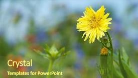  Presentation with sunshine flower - Presentation theme featuring crepy - bright yellow hawksbeard flower background and a  colored foreground