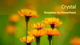  Presentation with beautiful nature - Amazing slides having crepy - crepis alpina - abstract background backdrop and a  colored foreground