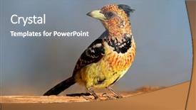  Presentation with old map south africa - Slides with crested barbet trachyphonus vaillantii sitting background and a gray colored foreground