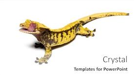  Presentation with eye - Slide deck consisting of crested-gecko-licking-its-eye background and a white colored foreground