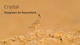  Presentation with field - Theme featuring crested-lark-on-field-galerida background and a yellow colored foreground