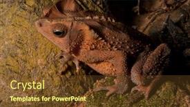  Presentation with perfect - Cool new PPT theme with crested-toad-almost-perfect-camouflage backdrop and a tawny brown colored foreground