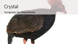  Presentation with wood - Beautiful presentation theme featuring crested-wood-partridge-in-front backdrop and a white colored foreground