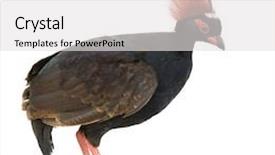  Presentation with wood - Presentation theme having crested-wood-partridge-in-front background and a light gray colored foreground