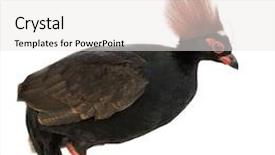  Presentation with wood - Presentation theme enhanced with crested-wood-partridge-in-front background and a white colored foreground