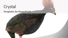  Presentation with wood - Slides consisting of crested-wood-partridge-in-front background and a white colored foreground