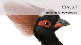  Presentation with wood - Beautiful presentation theme featuring crested-wood-partridge-in-front backdrop and a light gray colored foreground
