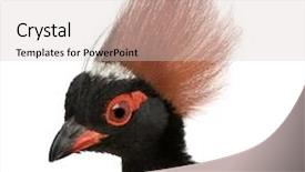  Presentation with wood - PPT theme with crested-wood-partridge-in-front background and a lemonade colored foreground