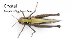  Presentation with cricket - Cool new PPT theme with cricket against white background backdrop and a white colored foreground