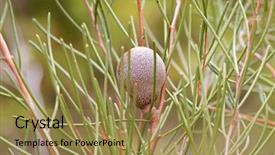  Presentation with cricket - Beautiful presentation theme featuring cricket ball hakea woody backdrop and a coral colored foreground