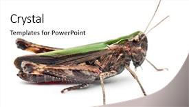  Presentation with cricket - Cool new PPT layouts with cricket in front of white backdrop and a white colored foreground