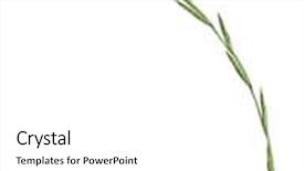  Presentation with cricket - Colorful theme enhanced with cricket on a herb in front of white background backdrop and a white colored foreground