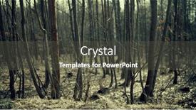  Presentation with crime scene - PPT theme consisting of crime-scene-in-the-woods background and a dark gray colored foreground