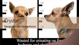  Presentation with criminal profiling - Amazing presentation theme having criminal profiling - mugshot of a chihuahua backdrop and a coral colored foreground