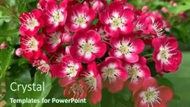  Presentation with english - Slide deck having crimson-cloud-english-hawthorn-crataegus and a tawny brown colored foreground