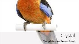  Presentation with pink and white roses country - Amazing PPT theme having crimson rosella - platycercus elegans backdrop and a light gray colored foreground