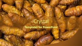  Presentation with frame - Audience pleasing theme consisting of crispy-silkworms-close-up-full backdrop and a tawny brown colored foreground