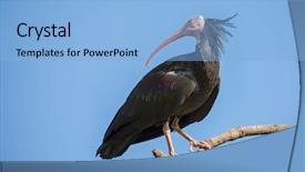  Presentation with north africa - Presentation theme enhanced with critically endangered species list background and a light blue colored foreground