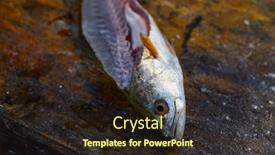  Presentation with fish - Amazing theme having croaker-corvina-fillet-fish backdrop and a wine colored foreground