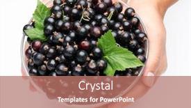  Presentation with currant - PPT layouts having crockery with black currant in woman hands isolated on a white background background and a coral colored foreground