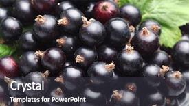  Presentation with currant - Theme consisting of crockery with black currant background and a dark gray colored foreground
