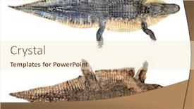  Presentation with crocodile - Audience pleasing theme consisting of crocodile-and-alligator-skin-isolated backdrop and a cream colored foreground