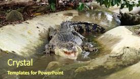  Presentation with crocodile - PPT theme featuring crocodile basking background and a tawny brown colored foreground