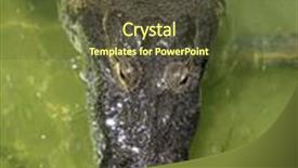  Presentation with crocodile - Beautiful PPT theme featuring crocodile cayman in a real lake central america backdrop and a tawny brown colored foreground