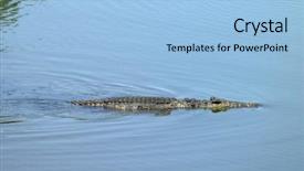  Presentation with cuba - Presentation theme consisting of crocodile criadero de cocodrilos crocodile's farm boca de guama matanzas province cuba background and a light blue colored foreground