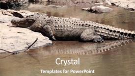  Presentation with crocodile - Audience pleasing presentation theme consisting of crocodile-crocodylidae-in-the-mara backdrop and a coral colored foreground