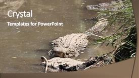  Presentation with crocodile - Colorful PPT layouts enhanced with crocodile-crocodylidae-in-the-mara backdrop and a violet colored foreground