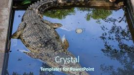  Presentation with crocodile - Amazing PPT layouts having crocodile farming africa backdrop and a ocean colored foreground