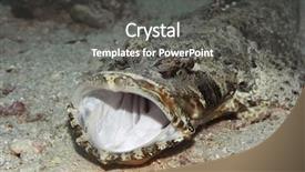  Presentation with crocodile - Presentation theme featuring crocodile-fish with opened mouth on the bottom underwater borneo island background and a dark gray colored foreground