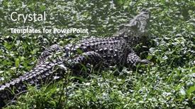  Presentation with crocodile - Beautiful slide deck featuring crocodile in the grass by the lake backdrop and a tawny brown colored foreground