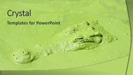  Presentation with crocodile - PPT theme having crocodile in water pond the head of alligator is covered in thick green duckweed background and a yellow colored foreground