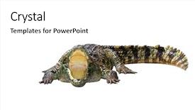  Presentation with crocodile - Beautiful theme featuring crocodile isolated on white background - with clipping path backdrop and a white colored foreground